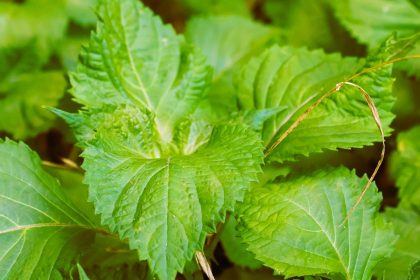 Top 10 Perilla Mint (Shiso) Uses And Benefits 