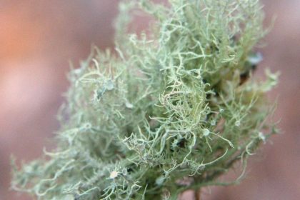 Usnea Lichen Identification Guide and Common Look-Alikes