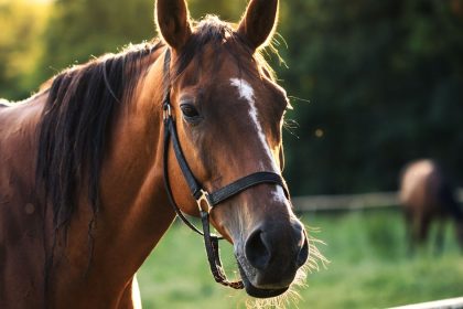 Missouri Homeowner Fatally Shoots Intruder Who Prayed to Horse, Attacked Dog, and Tried to Break In