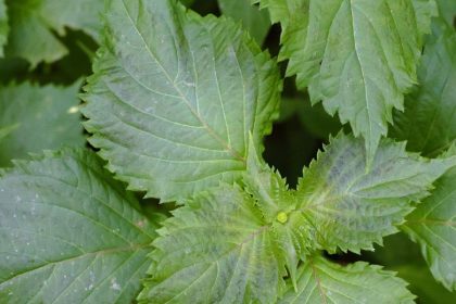 Perilla Mint: Identification and Foraging Guide