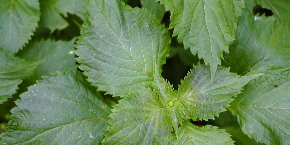 Perilla Mint: Identification and Foraging Guide