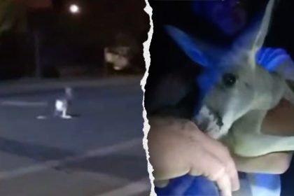 Pet kangaroo escapes: Furry fugitive leads police on street chase caught on camera: ‘A Durangaroo!’