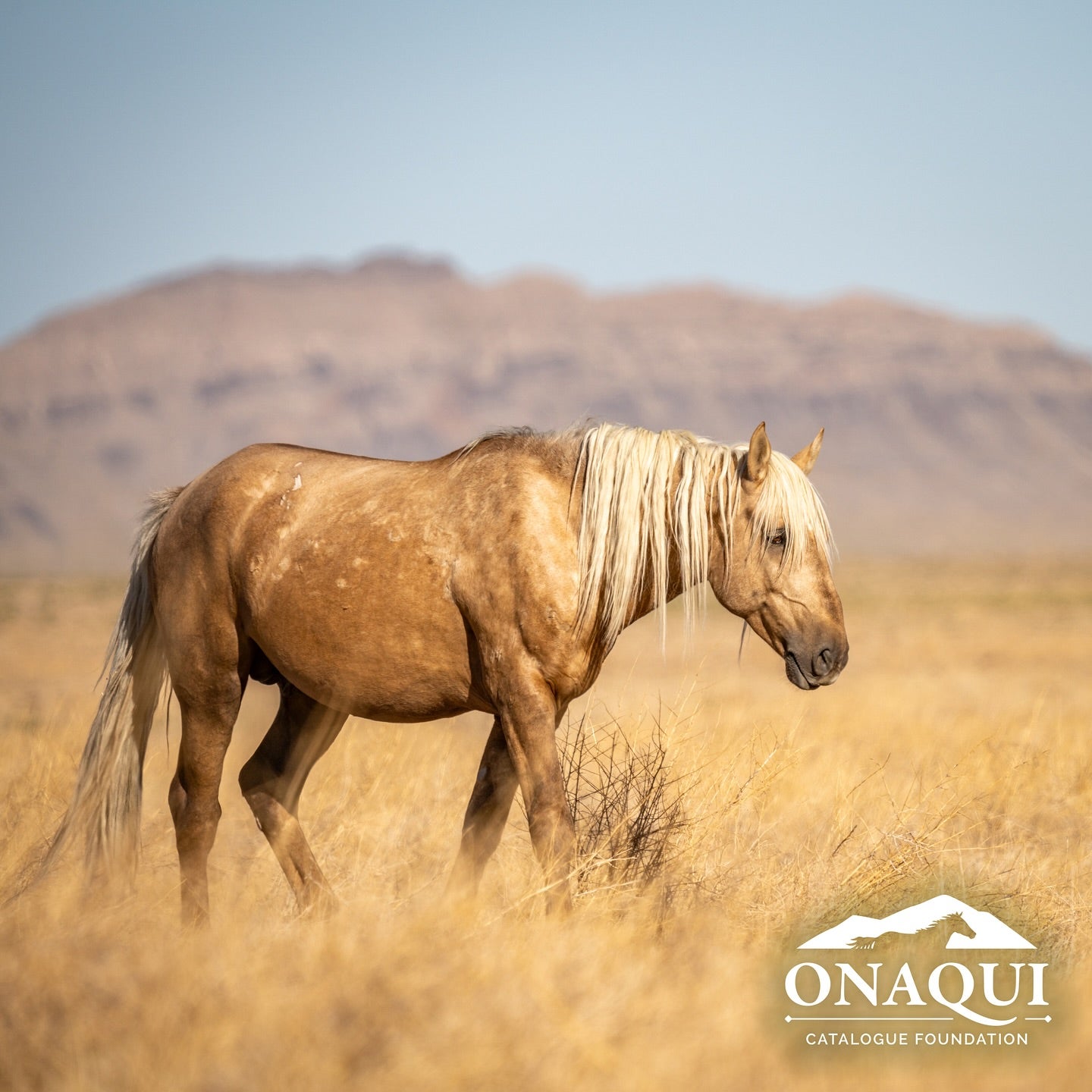 Utah authorities offering k reward for information on shooting death of wild horse