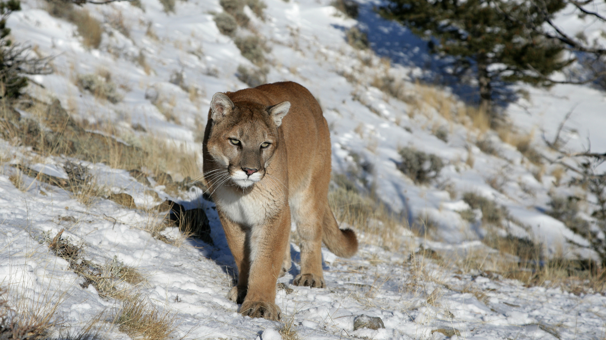 Mountain lion