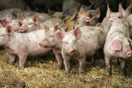 PRION-CONTAMINATED PORK ALERT: All U.S. Pigs Can Be “Vaccinated” Via mRNA Shots & UNLABELED