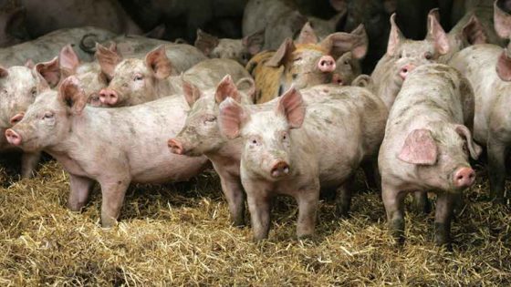 Pig Infected With Bird Flu In Oregon