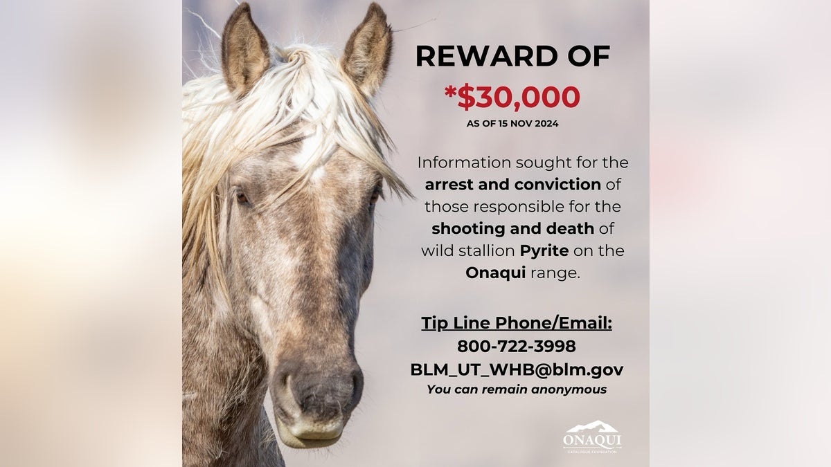 Wild horse reward flyer