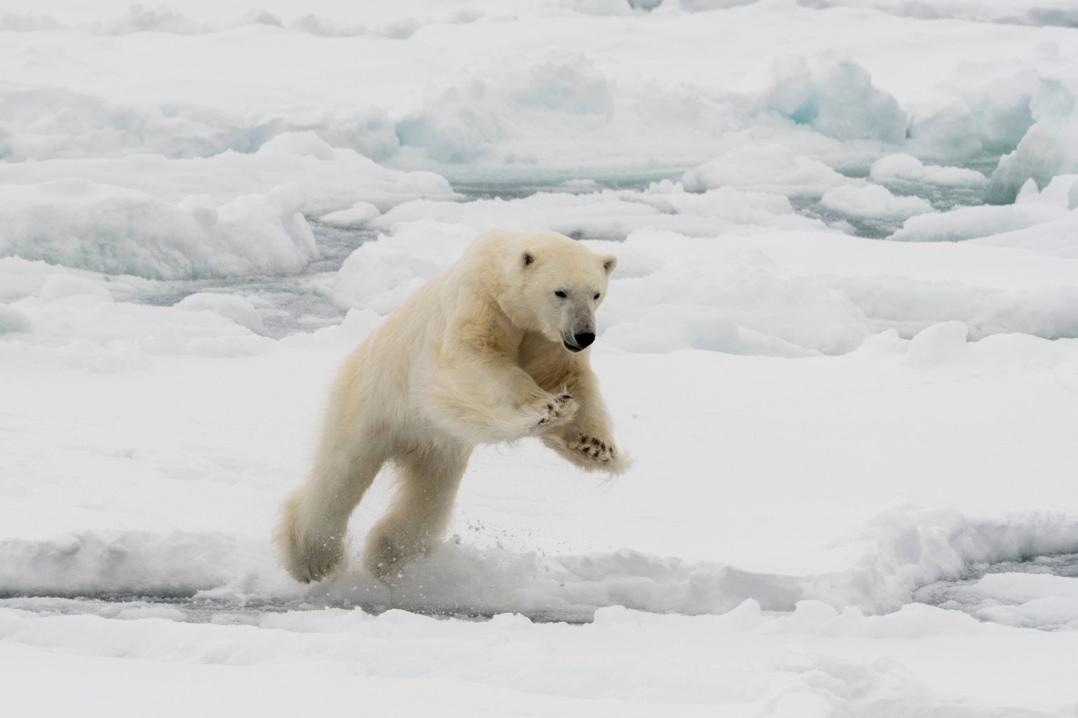 Husband leaps onto polar bear that lunged at wife in surprise attack: police