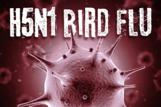 The Difference Between Bird Flu And Season Flu