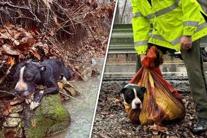 Tennessee dog to be reunited with family after agencies team up to rescue him from ravine: video