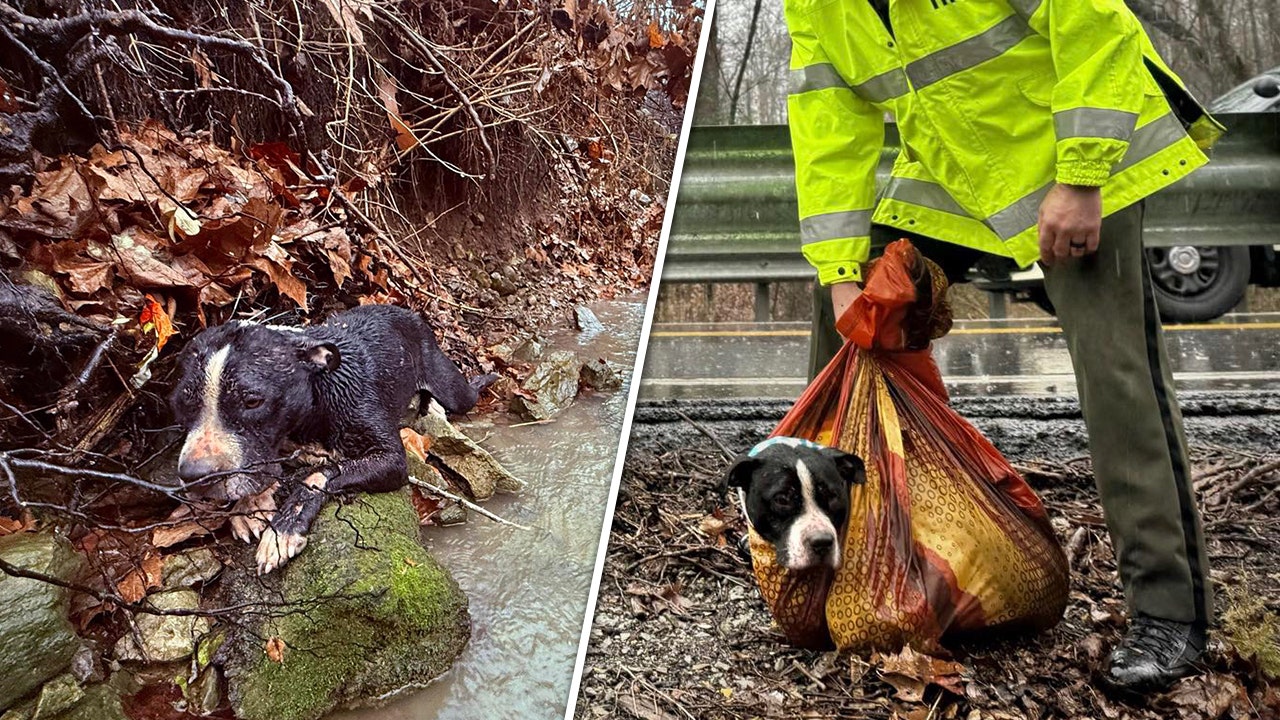 Tennessee dog to be reunited with family after agencies team up to rescue him from ravine: video