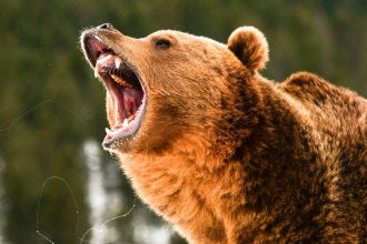 Shed Hunter Faces Off with Charging Grizzly, Drops It with One Shot