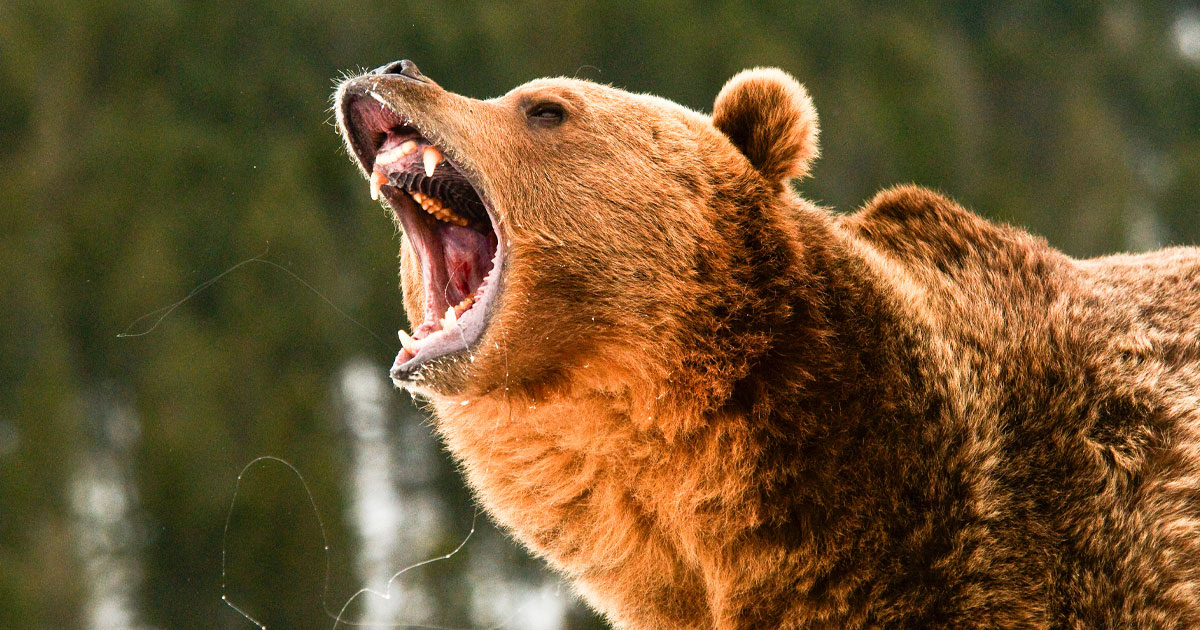 Shed Hunter Faces Off with Charging Grizzly, Drops It with One Shot