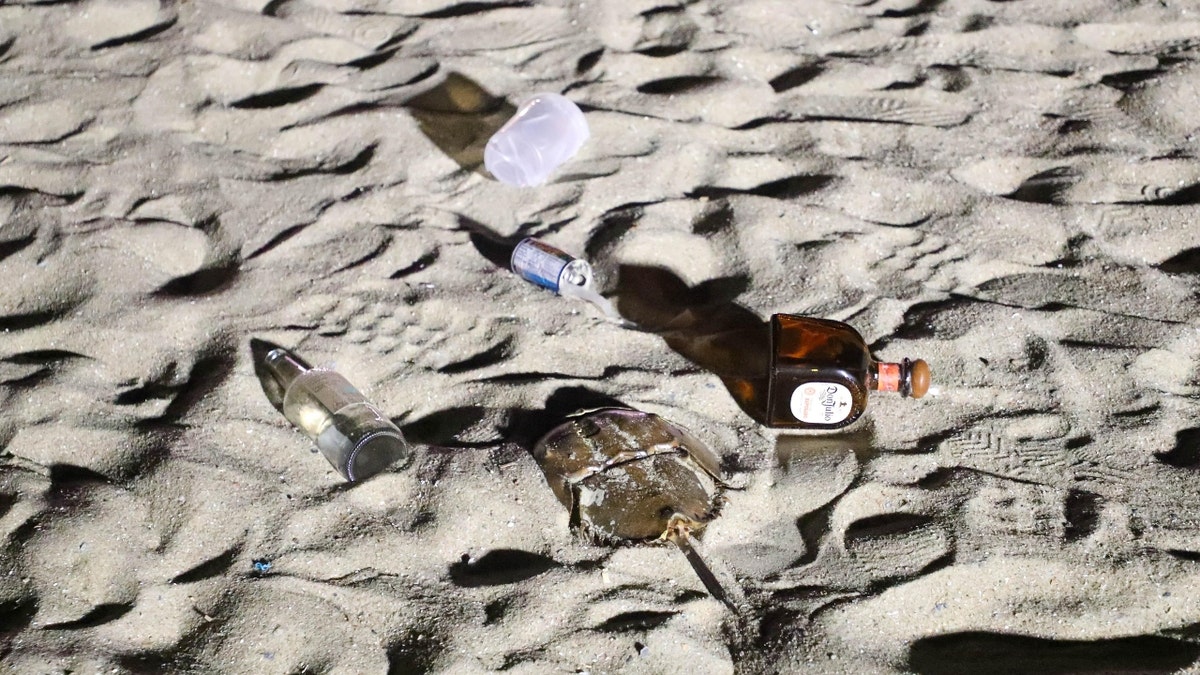 Litter surrounds a horseshoe crab shell on Saturday, April 19, 2025 during Orange Crush on Tybee Island.