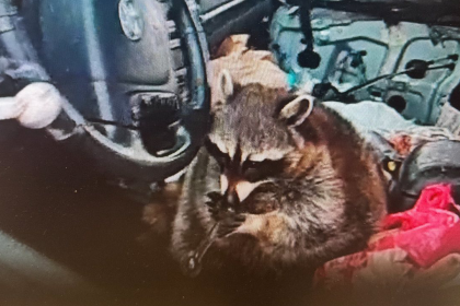 Pet raccoon caught with meth pipe in its mouth when cops pulled over Ohio woman: ‘Expect the unexpected’