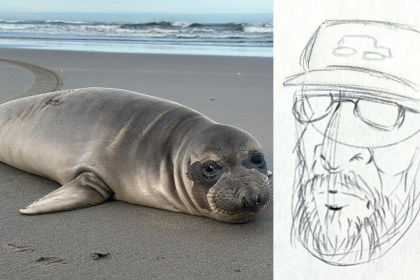 Oregon seal pup stabbed multiple times as NOAA seeking to track down person of interest