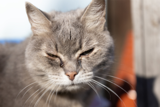 New York’s Suffolk County approves law punishing convicted animal abusers if they own pets
