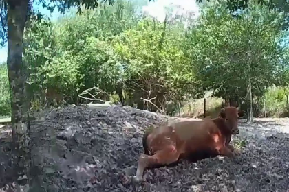 Florida man arrested for shooting neighbor’s pregnant cow after it wandered onto his property