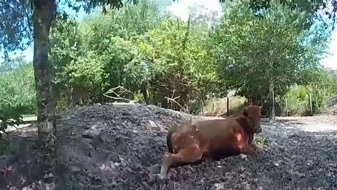 Florida man arrested for shooting neighbor’s pregnant cow after it wandered onto his property