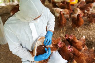 Bird Flu Continues To Spread In Animals, While Sparing Humans…For Now