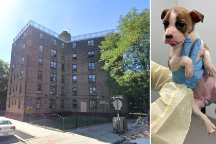 Infant found dead with dog bites was not killed by puppy: officials