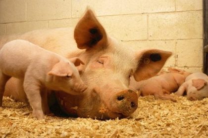 EU Warns of Bird Flu Mutation Risk In Pigs