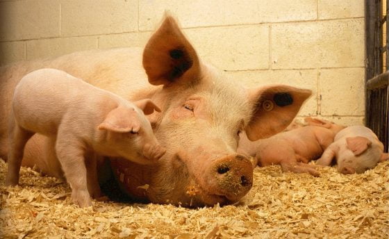 EU Warns of Bird Flu Mutation Risk In Pigs
