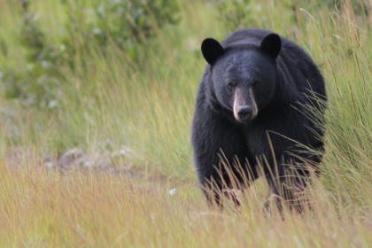 Self-Defense Shooting Of Black Bear Justified In Pennsylvania, Officials Say