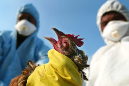 University of Nebraska Asks Where The Bird Flu Went