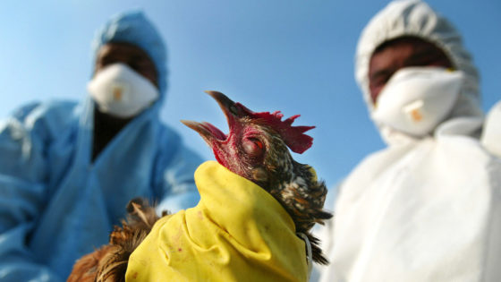 South Dakota Kills Over 100,000 Turkeys Because Of Bird Flu