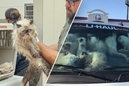 California police make gruesome feline discovery in U-Haul van; owner faces animal cruelty charges