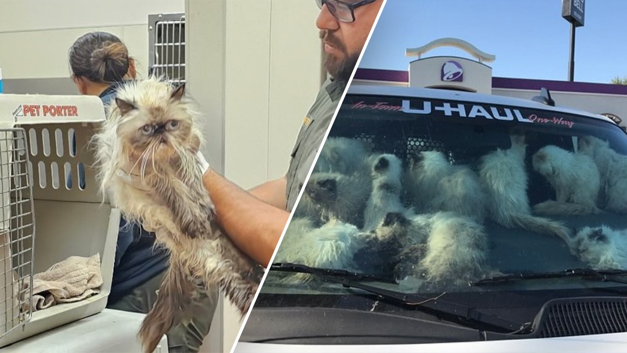 California police make gruesome feline discovery in U-Haul van; owner faces animal cruelty charges