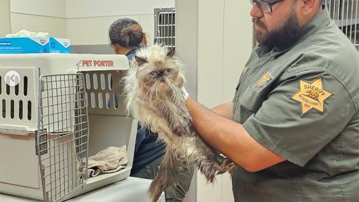 A deputy was dispatched to a Taco Bell parking lot in Santa Nella, California, to check on the welfare of several cats in a van on Sunday. Upon arriving, he could see at least 20 distressed cats through the window of the vehicle, according to an Instagram post from the Merced County Sheriff's Office.