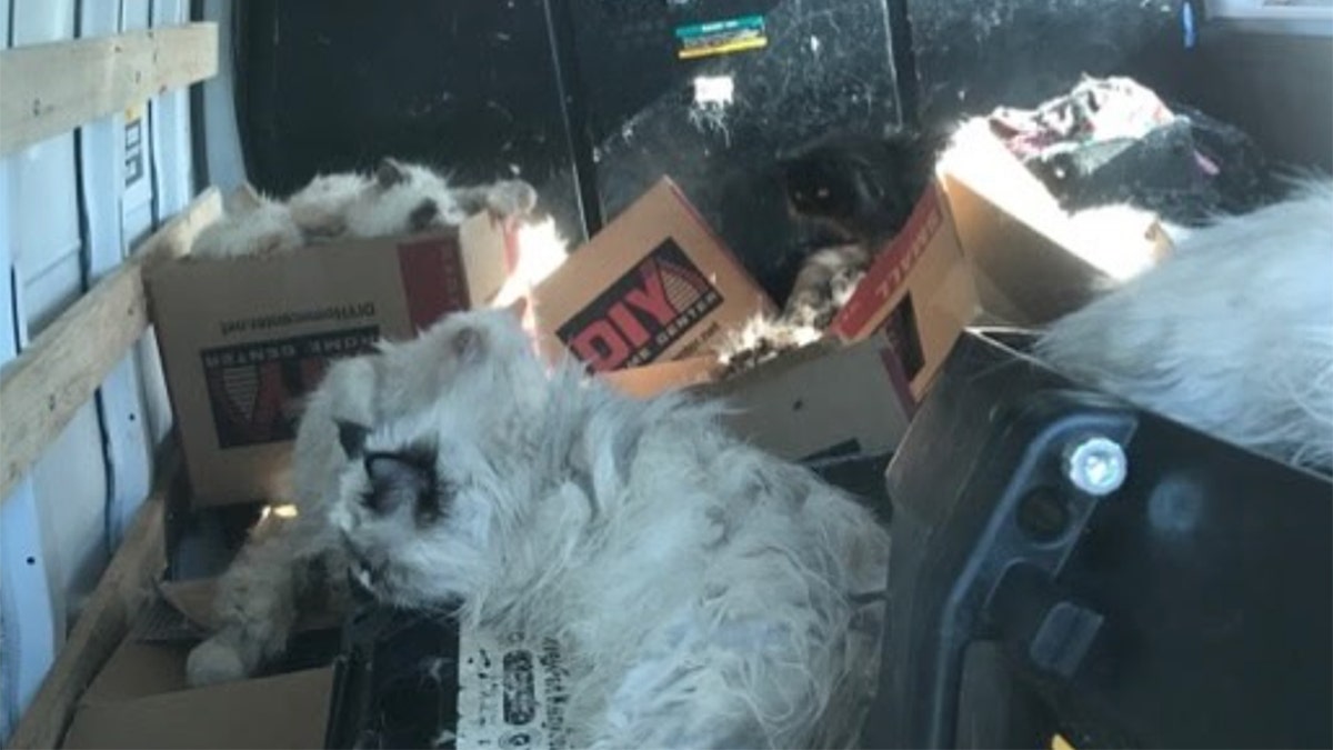 A deputy was dispatched to a Taco Bell parking lot in Santa Nella, California, to check on the welfare of several cats in a van on Sunday. Upon arriving, he could see at least 20 distressed cats through the window of the vehicle, according to an Instagram post from the Merced County Sheriff's Office.