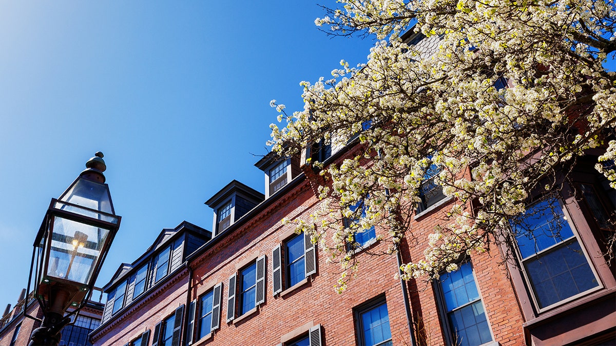 Beacon Hill tree blossoms