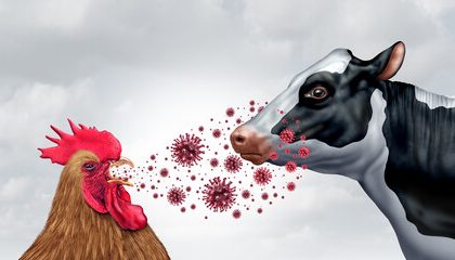 Nevada County Poultry Show Cancelled Over Bird Flu