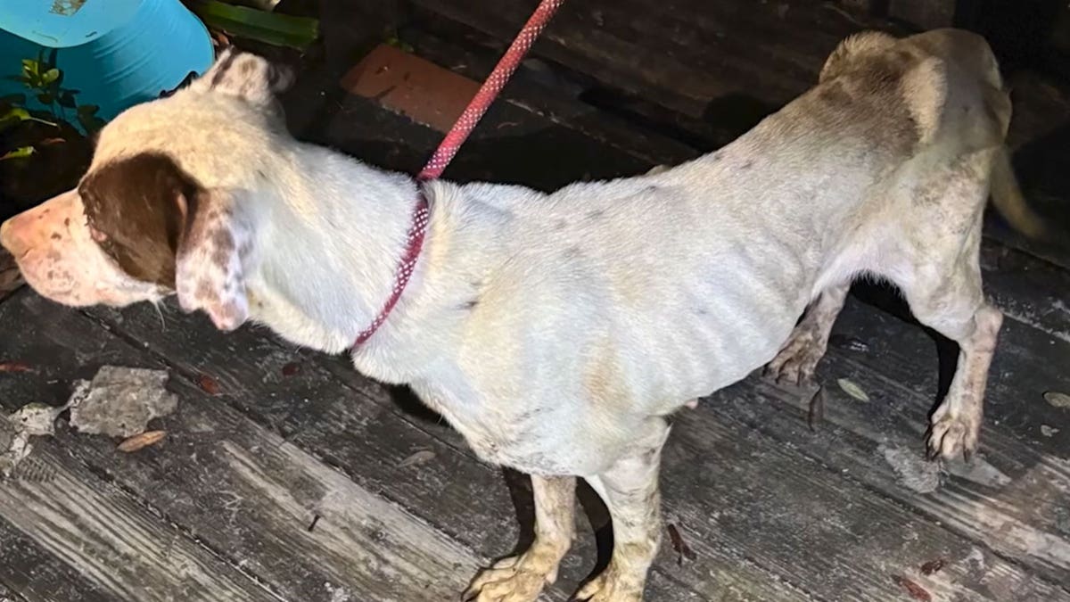 emaciated dog Florida home
