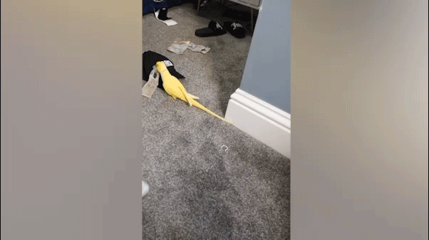 Parrot helps law enforcement uncover drug trafficking ring, leading to major bust