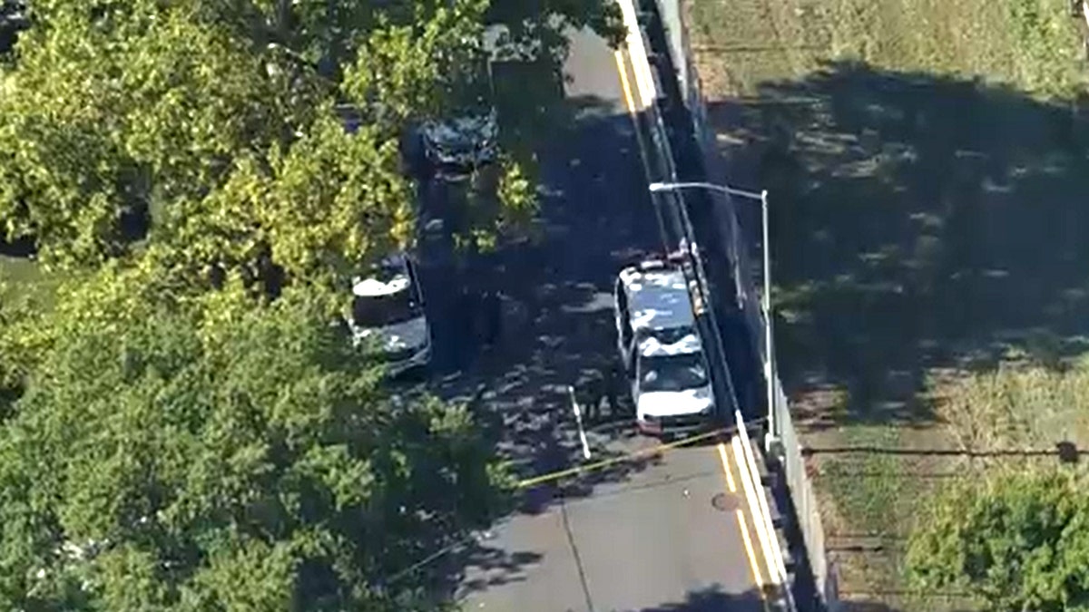 An overhead view of two vehicles under a tree