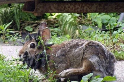 Rabbits In Colorado Grow “Tentacles” From Growth Causing Virus