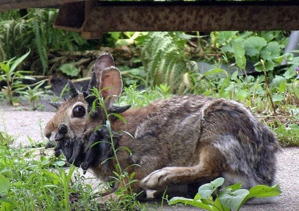 Rabbits In Colorado Grow “Tentacles” From Growth Causing Virus