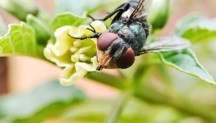 Dogs Are Being Trained To “Sniff Out” A Screwworm Parasite In Cattle