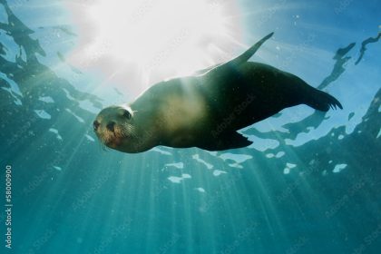 Marine Mammal Experts Say Sea Lion Kidney Disease Should Worry Humans