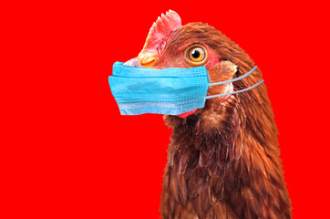 Experts Claim Risk Of Human Bird Flu Pandemic Is Rising
