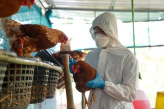 Texas Warns Of Highly Contagious Bird Flu