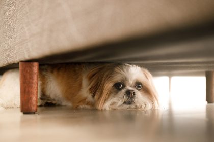 JONATHAN TURLEY: When the law goes to the dogs