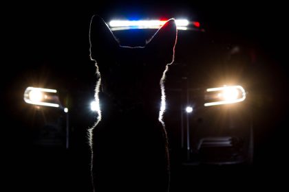 Concealed Carrier Caught After K9 Detects Gun at Highland Park, IL High School Game