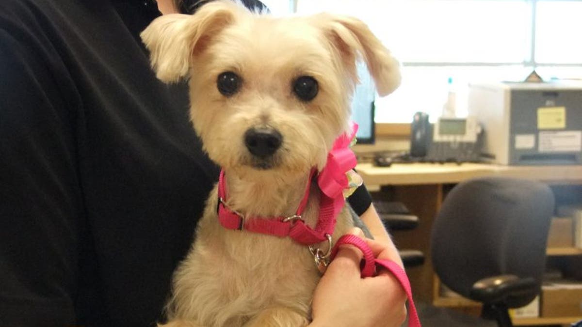 "Frannie" the dog would never break the law. You can just tell.