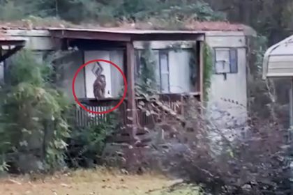 Loose Monkey from Lab Truck Shot by Mississippi Homeowner in Early Morning Scare
