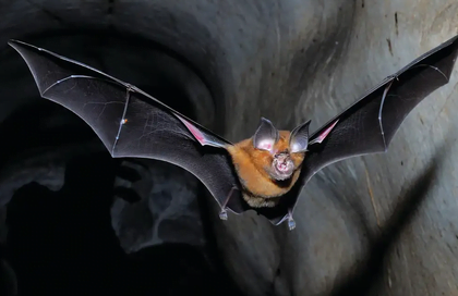 Next Epidemic Most Likely To Be Cause By Bats